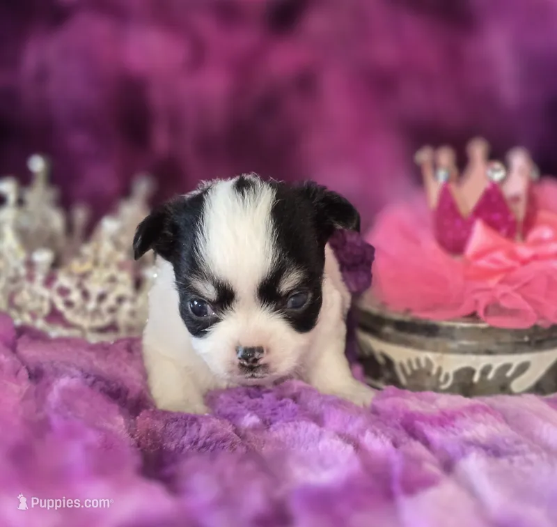 Small AKC Amy Sue – Chihuahua puppy for sale in Zanesville, OH
