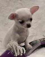 AKC Pearl, a female Chihuahua for sale in Zanesville, OH – 5 of 6