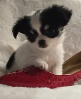 AKC Minnie Mouse, a female Chihuahua for sale in Zanesville, OH – 8 of 10