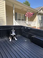 Bandit, a male Australian Shepherd for sale in Sanford, NC – 5 of 5