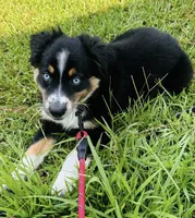 Bandit, a male Australian Shepherd for sale in Sanford, NC – 2 of 5