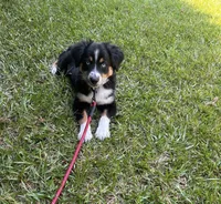Bandit, a male Australian Shepherd for sale in Sanford, NC – 3 of 5