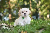 Cody, a male Lhasa Apso for sale in Millersburg, OH – 6 of 9