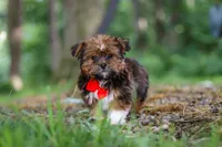 Frisky, a male Shorkie for sale in Millersburg, OH – 4 of 7