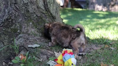 Conner, a male Lhasa Apso for sale in Millersburg, OH – 9 of 9