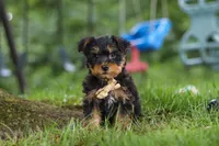 Landon, a male Bichon Frise and Yorkshire Terrier for sale in Millersburg, OH – 4 of 6