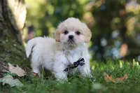 Greg, a male Lhasa Apso for sale in Millersburg, OH – 7 of 9
