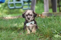 Gary, a male Shorkie for sale in Millersburg, OH – 3 of 10