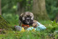 Ben, a male Lhasa Apso for sale in Millersburg, OH – 6 of 8