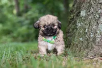 Johnson, a male Lhasa Apso for sale in Millersburg, OH – 2 of 7