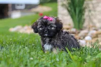 Sophia, a female Lhasa Apso for sale in Millersburg, OH – 5 of 7