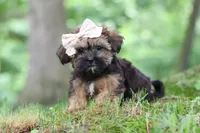Twinkle, a female Shorkie for sale in Millersburg, OH – 1 of 9