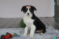 Karla, a female Australian Shepherd for sale in Millersburg, OH – Photo 6 of 7