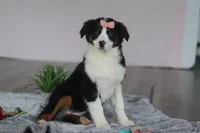 Karla, a female Australian Shepherd for sale in Millersburg, OH – Photo 1 of 7