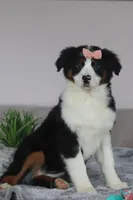 Karla, a female Australian Shepherd for sale in Millersburg, OH – Photo 2 of 7