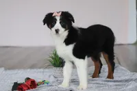 Karla, a female Australian Shepherd for sale in Millersburg, OH – Photo 7 of 7