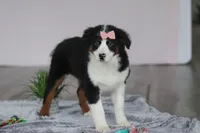 Karla, a female Australian Shepherd for sale in Millersburg, OH – Photo 4 of 7