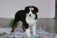 Karla, a female Australian Shepherd for sale in Millersburg, OH – Photo 5 of 7