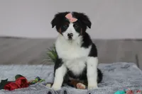 Karla, a female Australian Shepherd for sale in Millersburg, OH – Photo 3 of 7
