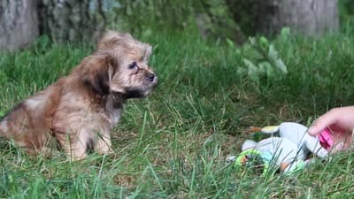 Bebee, a female Shorkie for sale in Millersburg, OH – 7 of 7