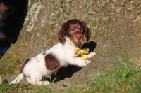 Shane, a male Miniature Dachshund for sale in Millersburg, OH – 9 of 10