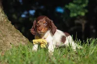 Shane, a male Miniature Dachshund for sale in Millersburg, OH – 3 of 10