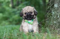 Johnson, a male Lhasa Apso for sale in Millersburg, OH – 7 of 7