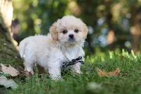 Greg, a male Lhasa Apso for sale in Millersburg, OH – 6 of 9