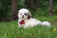 Jethro, a male Lhasa Apso for sale in Millersburg, OH – 3 of 10