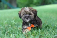 Cory, a male Shorkie for sale in Millersburg, OH – 3 of 8