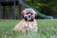 Bryce, a male Lhasa Apso for sale in Millersburg, OH – 4 of 8