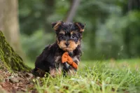 Teddy, a male Bichon Frise and Yorkshire Terrier for sale in Millersburg, OH – 5 of 7
