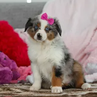 Krystal, a female Australian Shepherd for sale in Millersburg, OH – Photo 3 of 5