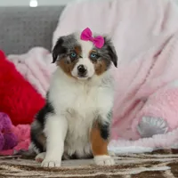 Krystal, a female Australian Shepherd for sale in Millersburg, OH – Photo 2 of 5