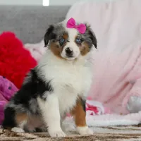 Krystal, a female Australian Shepherd for sale in Millersburg, OH – Photo 1 of 5