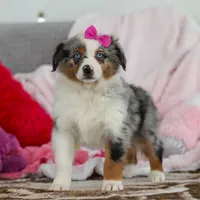Krystal, a female Australian Shepherd for sale in Millersburg, OH – Photo 4 of 5