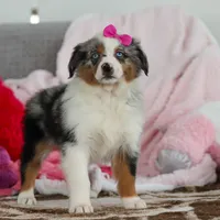 Krystal, a female Australian Shepherd for sale in Millersburg, OH – Photo 5 of 5