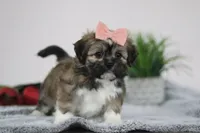 Megan, a female Lhasa Apso for sale in Millersburg, OH – Photo 3 of 5