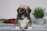 Megan, a female Lhasa Apso for sale in Millersburg, OH – Photo 2 of 5