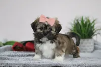 Megan, a female Lhasa Apso for sale in Millersburg, OH – Photo 1 of 5