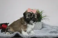 Megan, a female Lhasa Apso for sale in Millersburg, OH – Photo 4 of 5