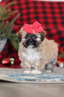 Megan, a female Lhasa Apso for sale in Millersburg, OH – Photo 3 of 8