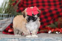 Megan, a female Lhasa Apso for sale in Millersburg, OH – Photo 2 of 8