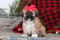 Megan, a female Lhasa Apso for sale in Millersburg, OH – Photo 6 of 8