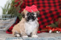 Megan, a female Lhasa Apso for sale in Millersburg, OH – Photo 4 of 8