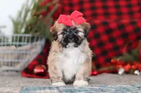 Megan, a female Lhasa Apso for sale in Millersburg, OH – Photo 1 of 8