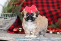 Megan, a female Lhasa Apso for sale in Millersburg, OH – Photo 5 of 8
