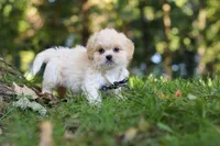 Greg, a male Lhasa Apso for sale in Millersburg, OH – 4 of 9