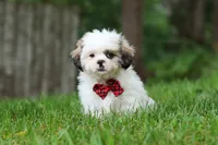 Jethro, a male Lhasa Apso for sale in Millersburg, OH – 7 of 10