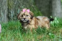 Bebee, a female Shorkie for sale in Millersburg, OH – 6 of 7